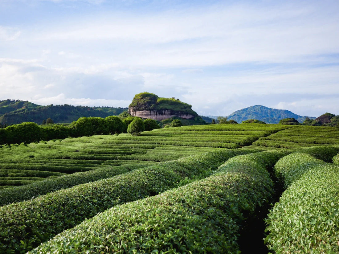 Six Major Categories of Chinese Tea --- Black Tea