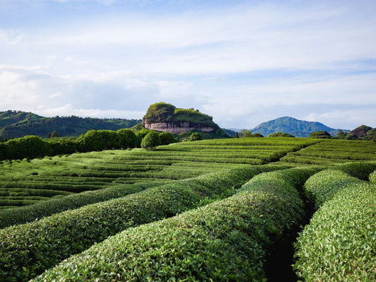Six Major Categories of Chinese Tea --- Black Tea