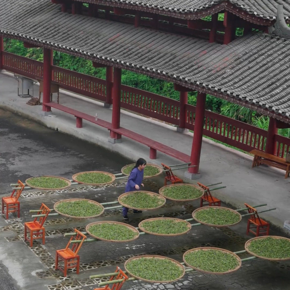 What is the most popular Chinese tea?