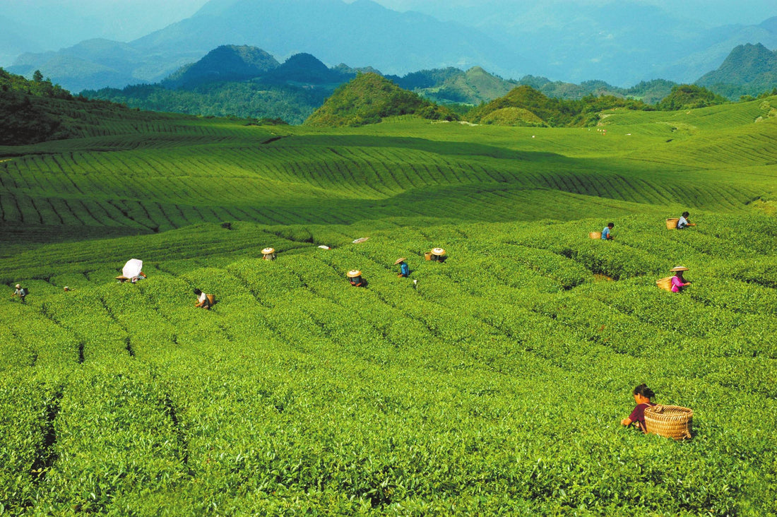 Traditional tea processing techniques and associated social practices in China