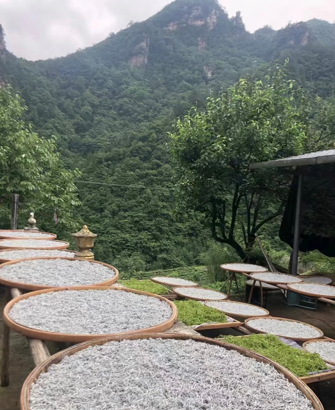 Zhangjiajie Longevity Village Meicha (Berry Tea) - Wild Vine Tea, Natural Flavonoid Elixir from Hunan—130g