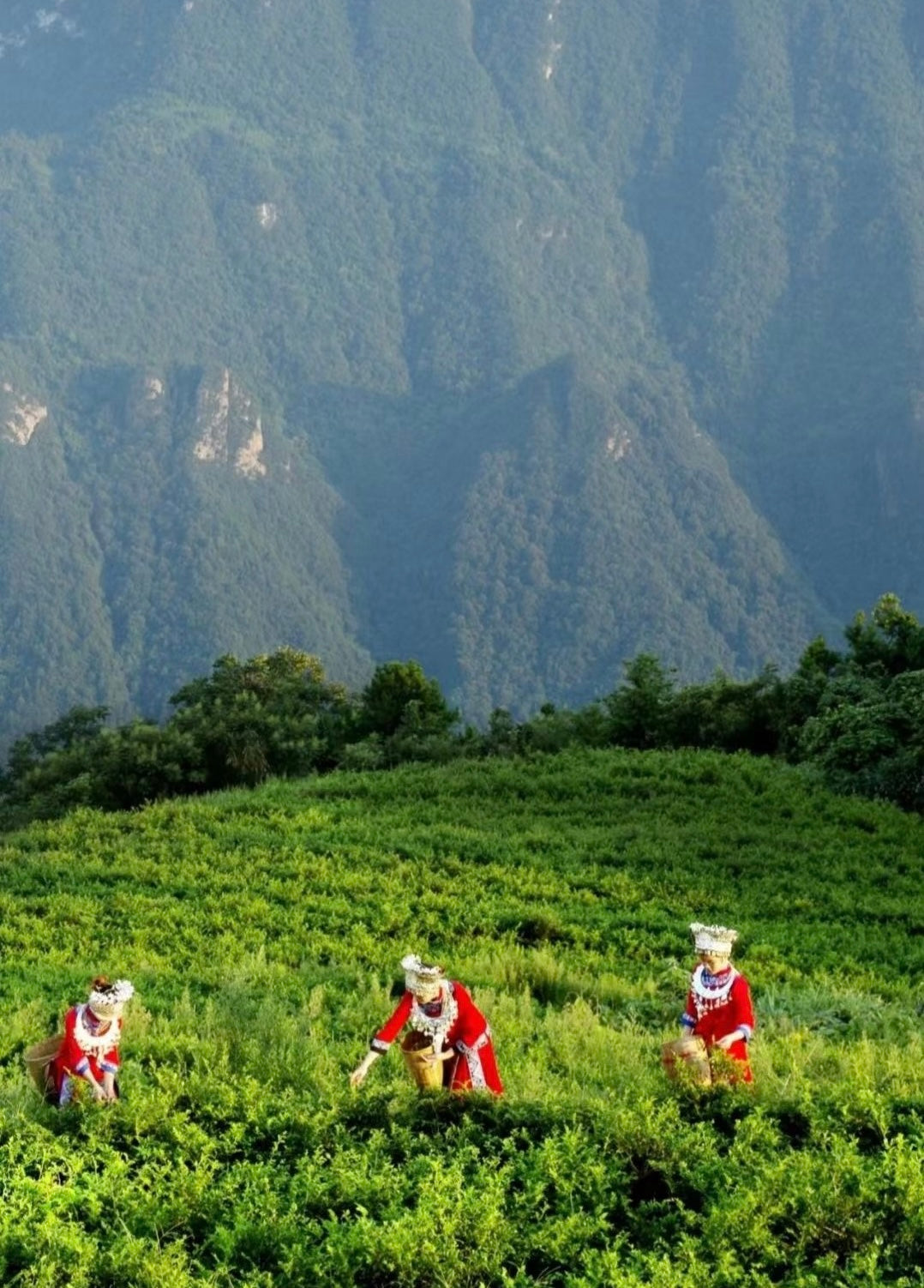 Zhangjiajie Longevity Village Meicha (Berry Tea) - Wild Vine Tea, Natural Flavonoid Elixir from Hunan—130g