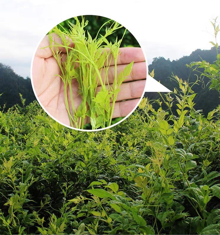 Zhangjiajie Longevity Village Meicha (Berry Tea) - Wild Vine Tea, Natural Flavonoid Elixir from Hunan—130g